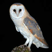 Western Barn Owl