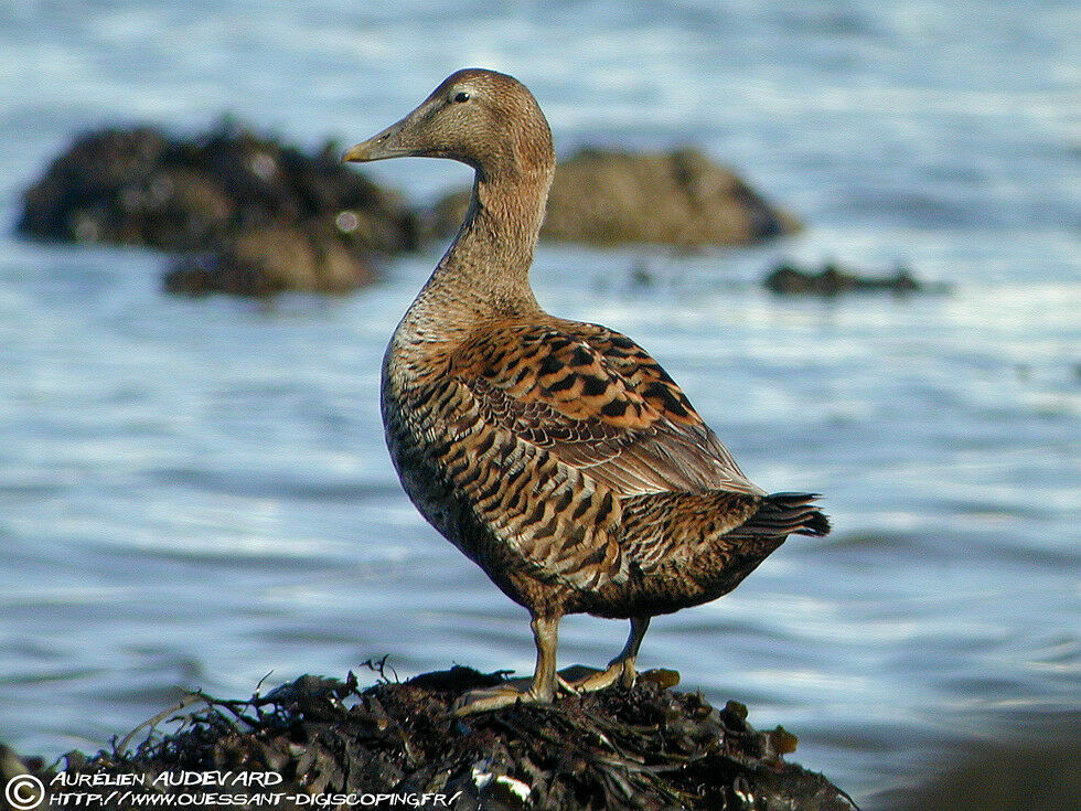 Eider à duvet