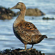 Common Eider