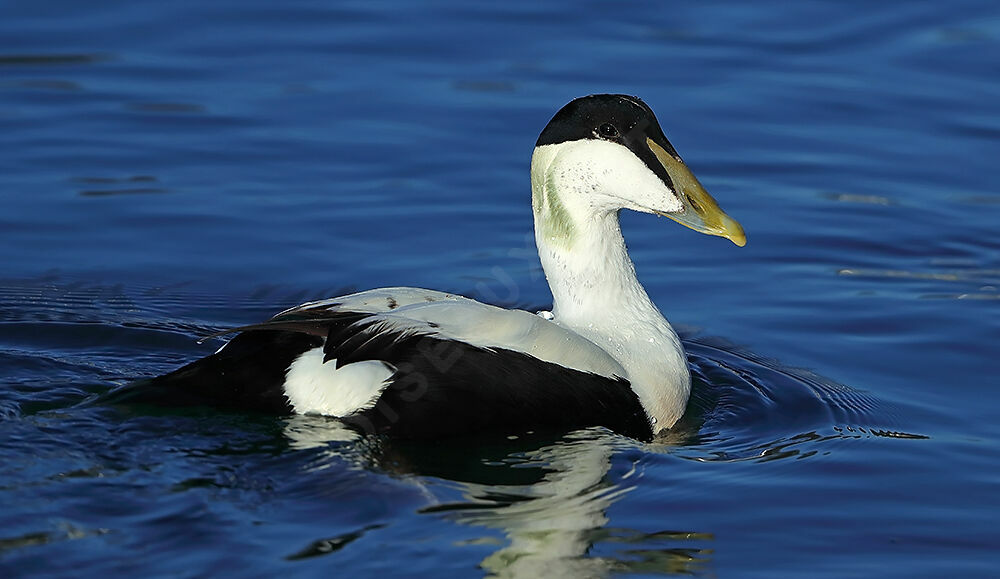 Common Eider