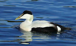 Eider à duvet