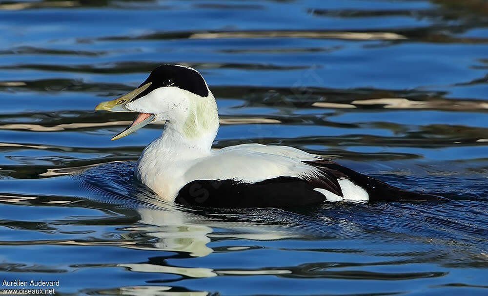 Eider à duvet mâle adulte nuptial, nage, Comportement