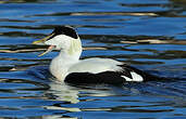 Eider à duvet