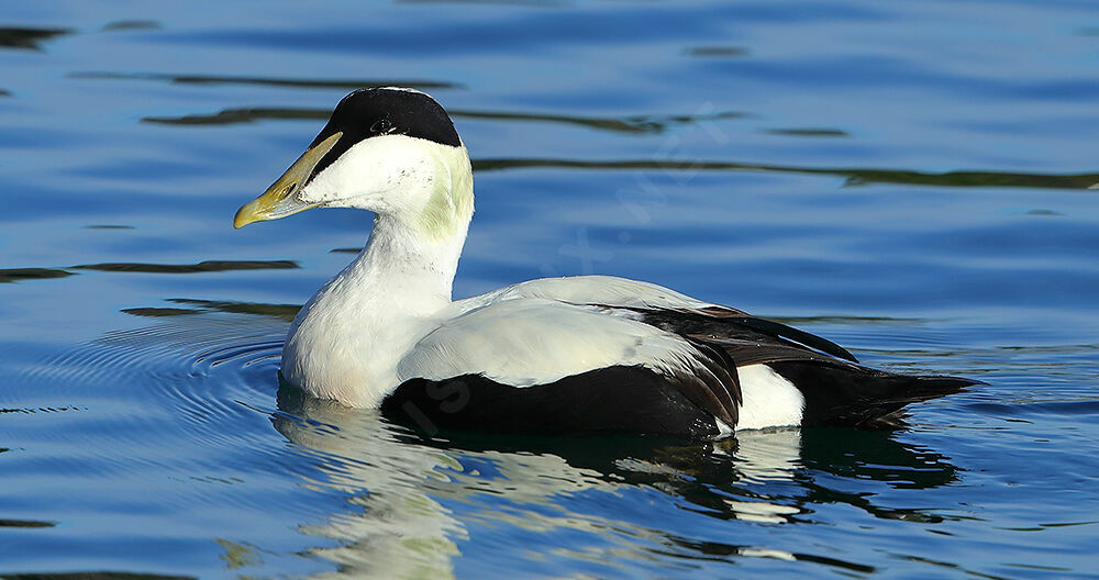 Eider à duvetadulte nuptial, identification