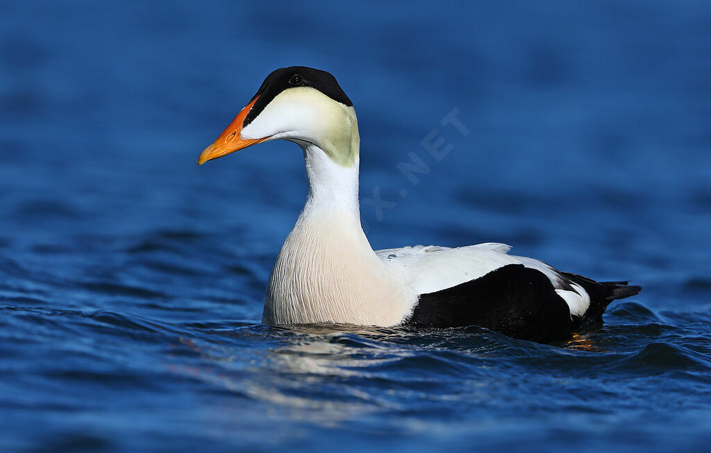 Common Eider