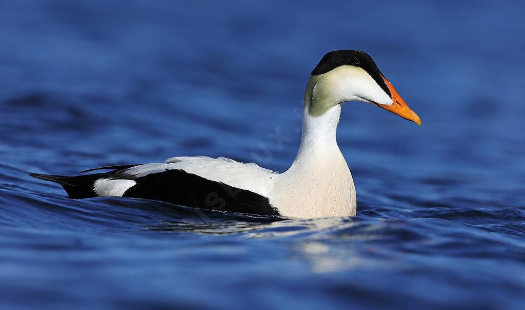 Eider à duvet