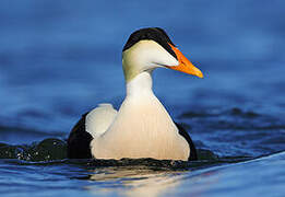 Common Eider