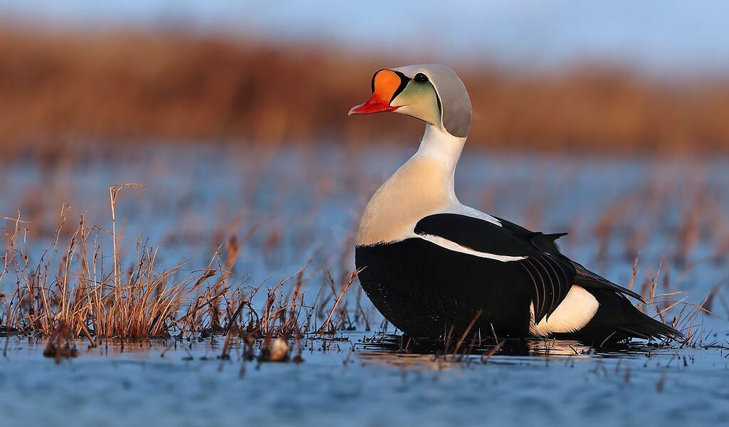 King Eider male adult breeding, identification, aspect
