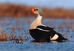 Eider à tête grise