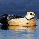 Eider de Steller