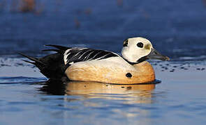 Eider de Steller