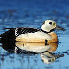 Eider de Steller