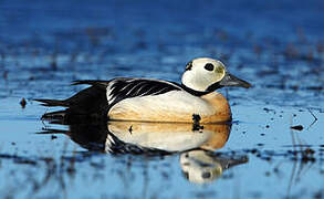 Steller's Eider