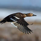 Eider de Steller