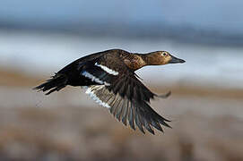 Steller's Eider