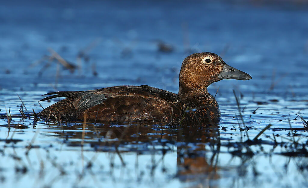 Steller's Eider