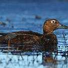 Eider de Steller