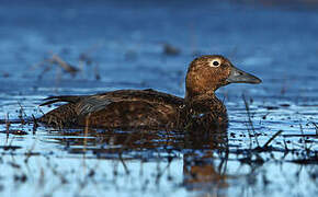 Eider de Steller