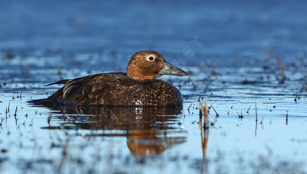 Eider de Steller femelle adulte nuptial, identification