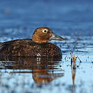 Eider de Steller