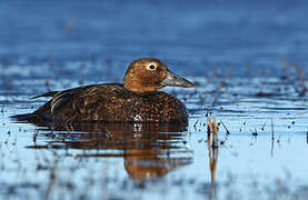 Steller's Eider