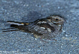 European Nightjar