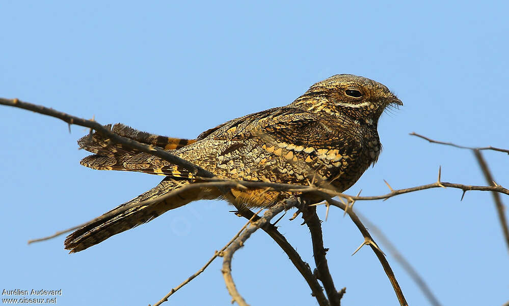 European Nightjaradult, identification