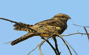 European Nightjar