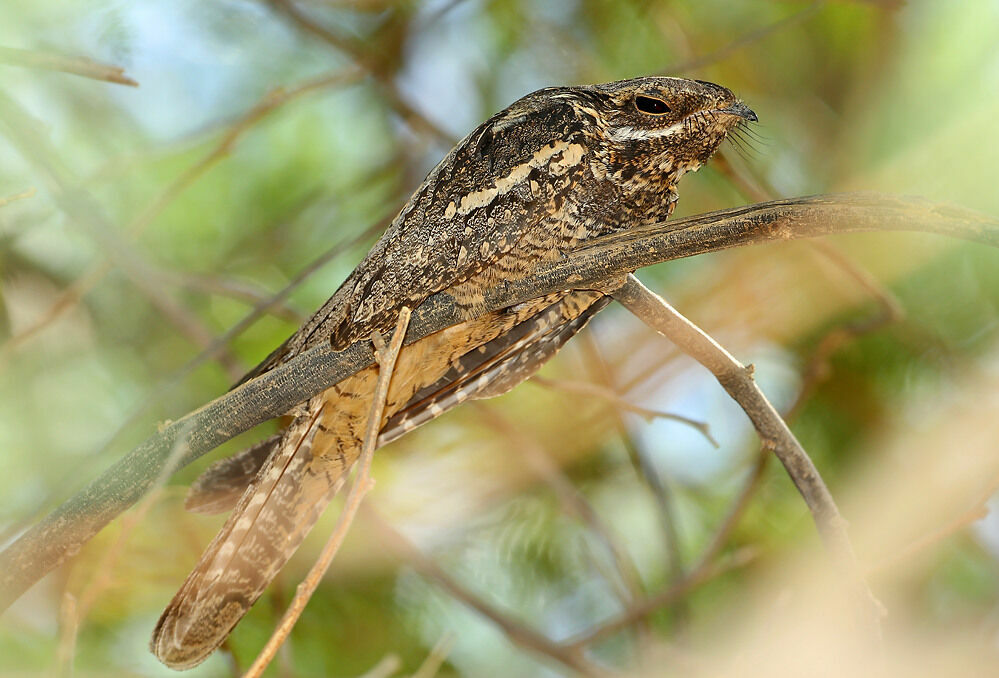 European Nightjar