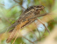 European Nightjar