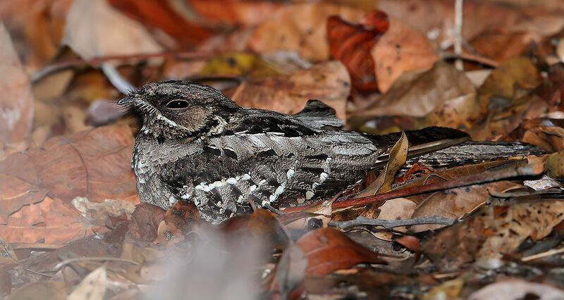 Large-tailed Nightjar, identification