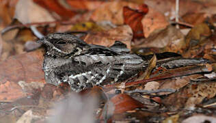 Large-tailed Nightjar