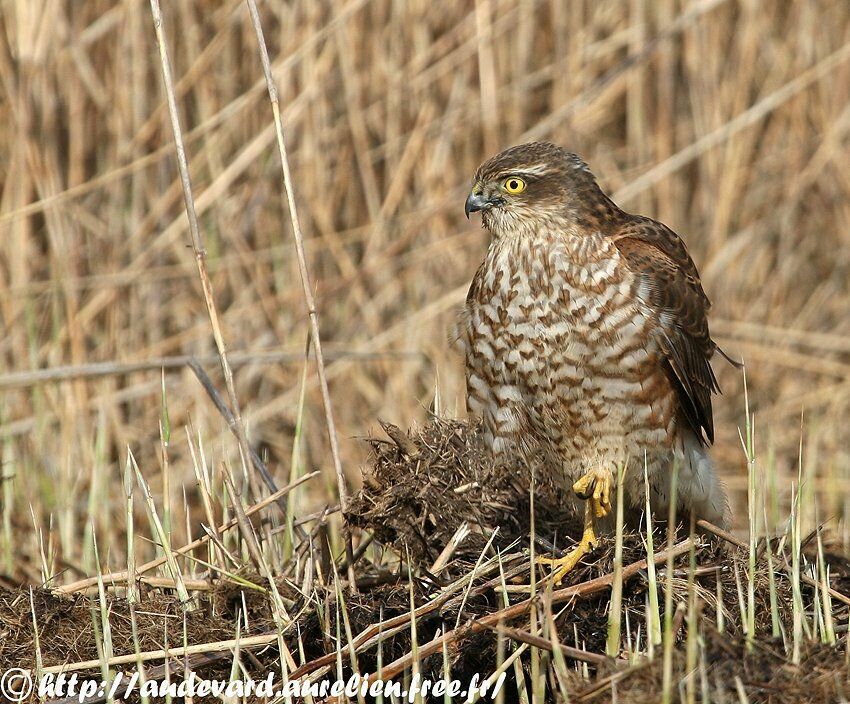 Eurasian Sparrowhawk