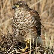 Eurasian Sparrowhawk