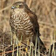 Eurasian Sparrowhawk