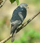 Chinese Sparrowhawk