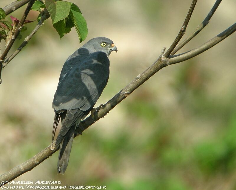 Chinese Sparrowhawk female adult breeding, identification