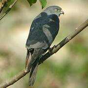 Chinese Sparrowhawk