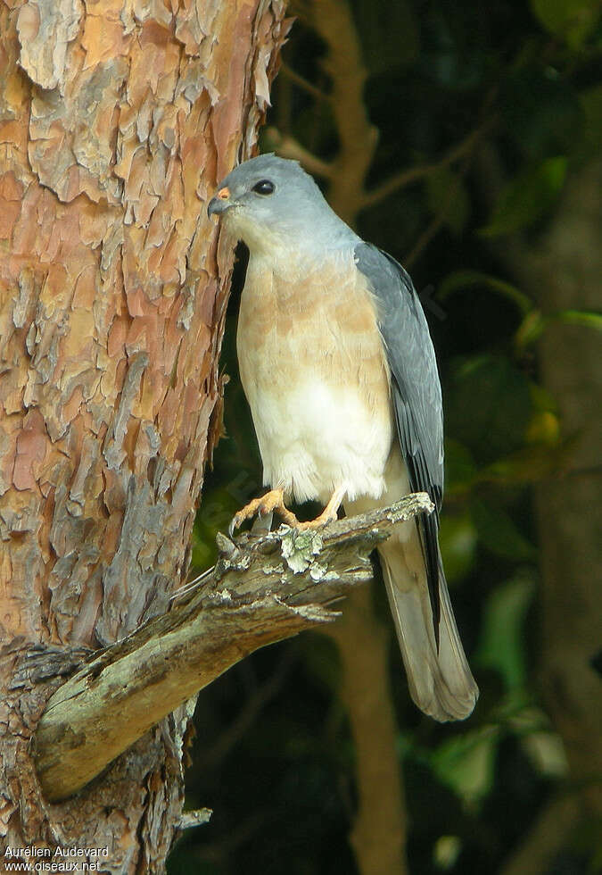 Chinese Sparrowhawk male adult breeding, identification