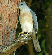 Chinese Sparrowhawk