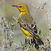 Yellow Chat