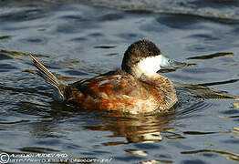 Ruddy Duck