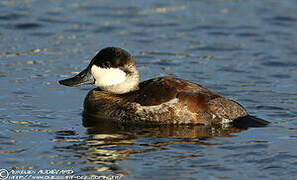 Ruddy Duck