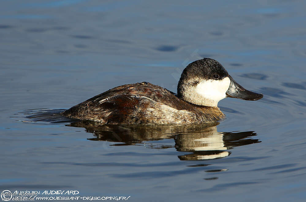 Ruddy Duck male adult post breeding