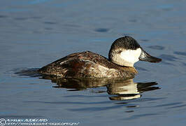 Ruddy Duck