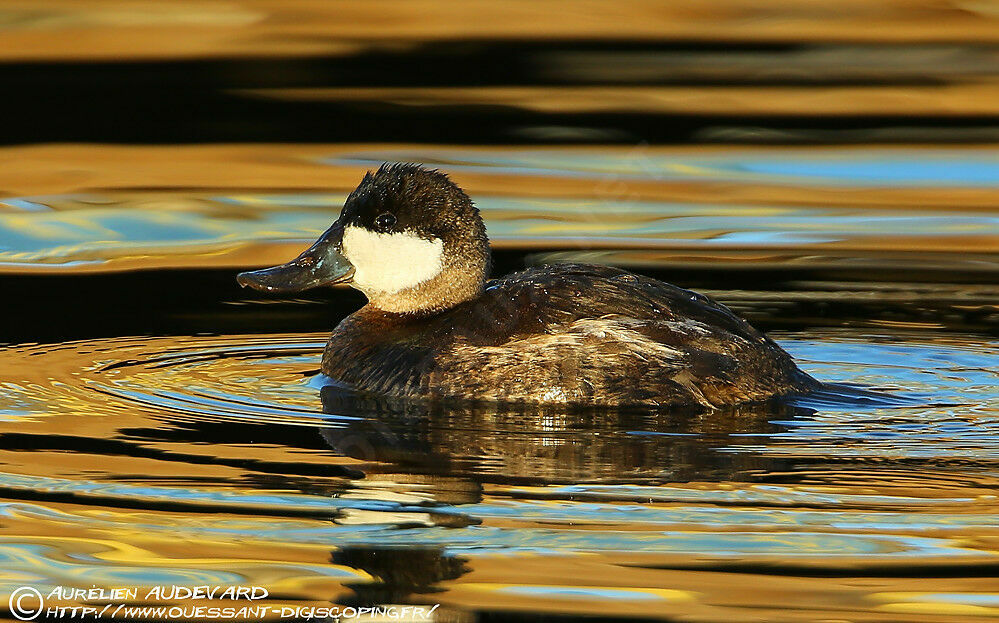 Ruddy Duck