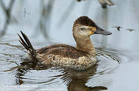 Ruddy Duck