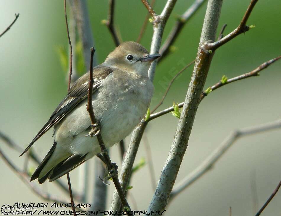 Étourneau à joues marron femelle adulte, identification