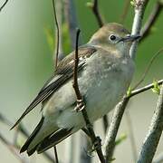 Chestnut-cheeked Starling