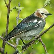 Chestnut-cheeked Starling